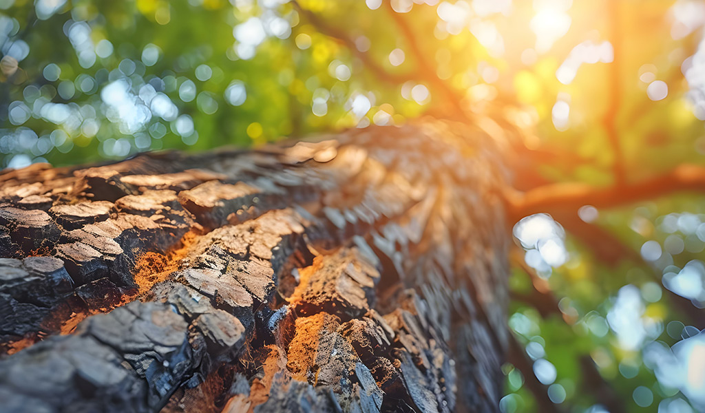 Baum Wissen